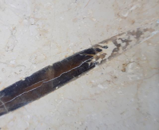 Hibolithes sp. (MONTFORT 1808) - Bild &copy; FossNet FossilienStore